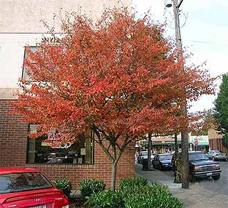 ServiceBerry