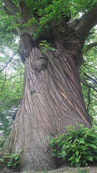Sweet Chestnut