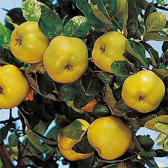 Quince