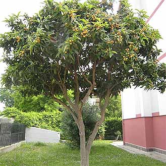 Loquat