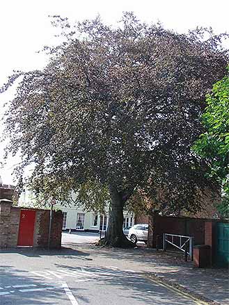 European Beech