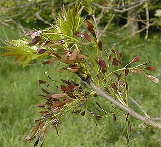 Tree Species