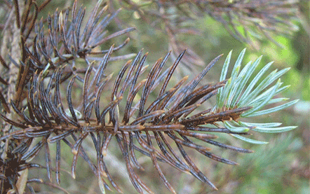 Blue Spruce