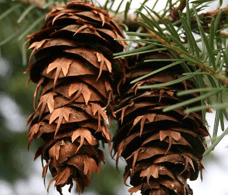 Douglas Fir