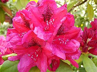 Azalea and Rhododendron