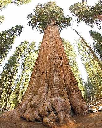Giant Sequoia