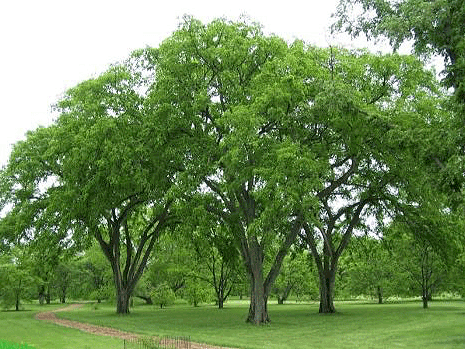 Cedar Elm